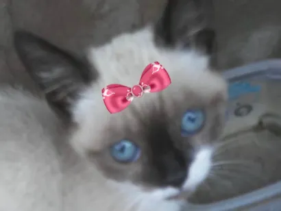 Gato Siamês Pequeno 2-a-6-meses