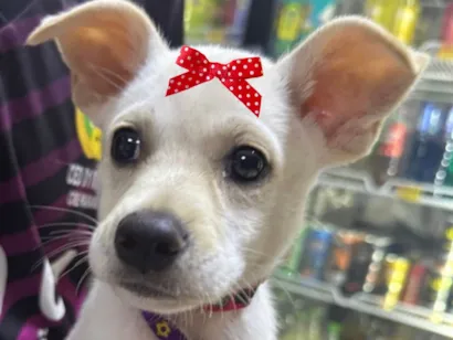 Cao SRD-ViraLata Pequeno 2-a-6-meses