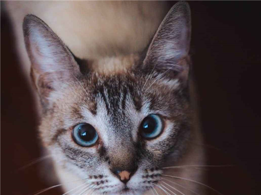 Gato Procura-Perdido Fêmea Pequeno 2 anos 