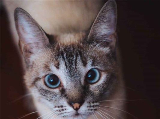 Gato Procura-Perdido Fêmea Pequeno 2 anos 