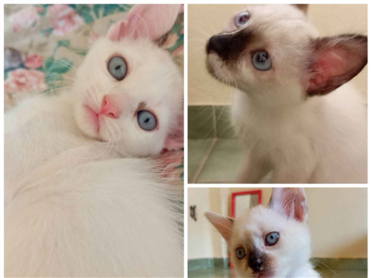 Gato para adoção Fêmea Pequeno Abaixo de 2 meses