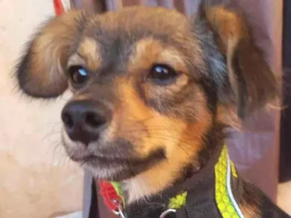 Cao SRD-ViraLata Pequeno 7-a-11-meses