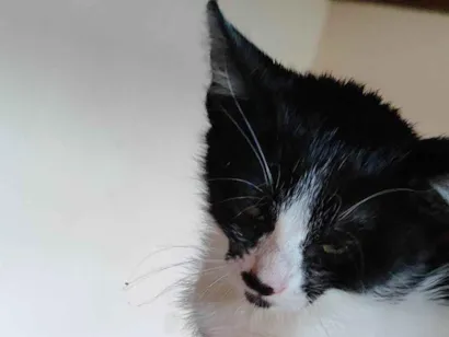 Gato SRD-ViraLata Pequeno Abaixo-de-2-meses