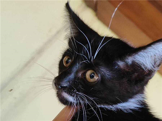 Gato para adoção Fêmea Pequeno Abaixo de 2 meses
