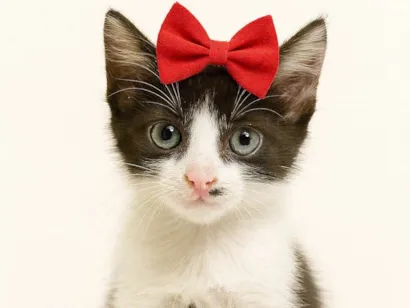 Gato SRD-ViraLata Pequeno 2-a-6-meses