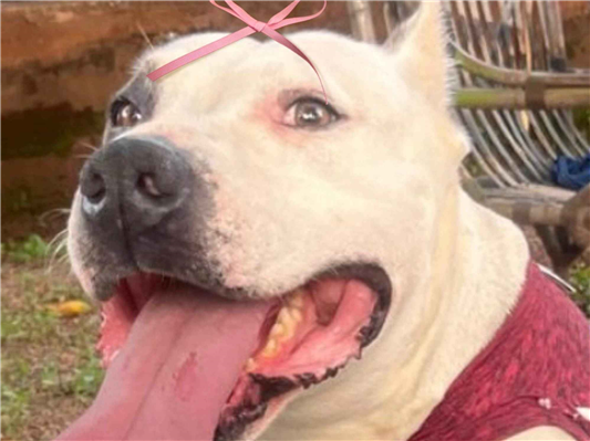 Cachorro cão para adoção Fêmea Médio  3 anos 