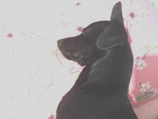 Cao Procura-Perdido Macho Médio 4 anos 