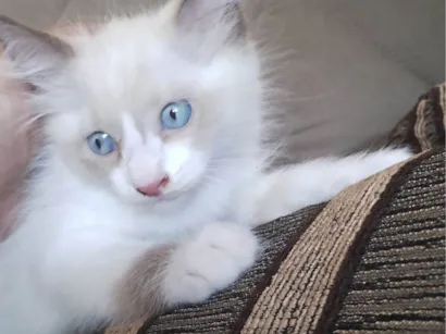 Gato SRD-ViraLata Pequeno 2-a-6-meses