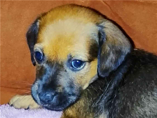 Cachorro cão para adoção Fêmea Pequeno Abaixo de 2 meses 