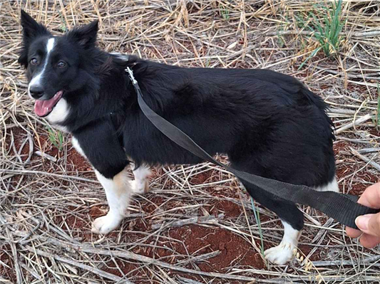 Cachorro cão para adoção Fêmea Médio  1 ano 