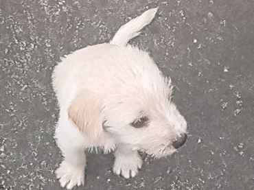 Cao - Macho PequenoAbaixo de 2 meses