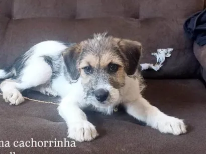 Cao SRD-ViraLata Medio 1-ano