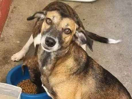 Cachorro cão para adoção Fêmea Médio  5 anos 