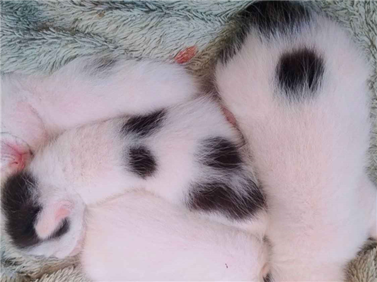 Gato para adoção Ambos Médio Abaixo de 2 meses