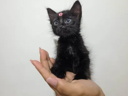 Gato SRD-ViraLata Pequeno Abaixo-de-2-meses