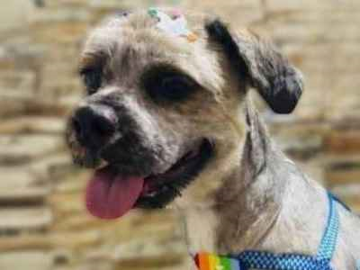 Cachorro cão para adoção Macho Pequeno 1 ano 