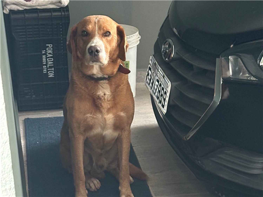 Cachorro cão para adoção Fêmea Médio  2 anos 