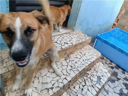 Cachorro cão para adoção Macho Médio  2 a 6 meses 
