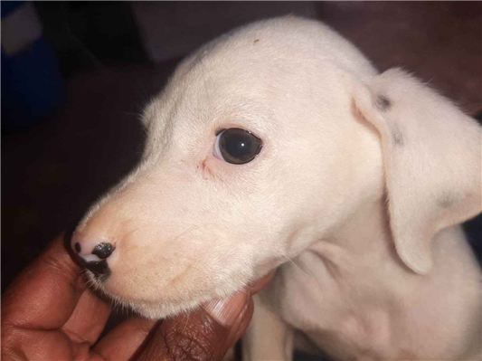 Cachorro cão para adoção Fêmea Médio  Abaixo de 2 meses 