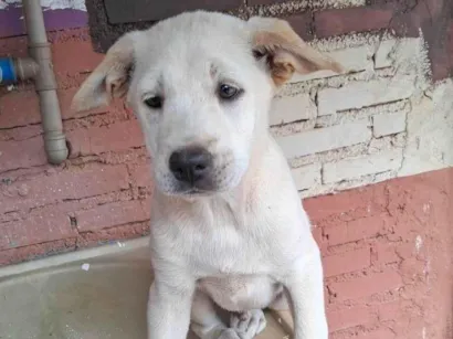 Cao SRD-ViraLata Medio 2-a-6-meses