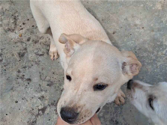 Cachorro cão para adoção Macho Médio  2 a 6 meses 