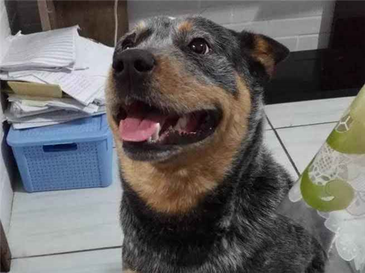 Cachorro cão para adoção Macho Médio  4 anos 