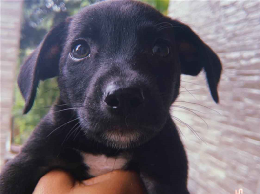 Cachorro cão para adoção Macho Médio  2 a 6 meses 