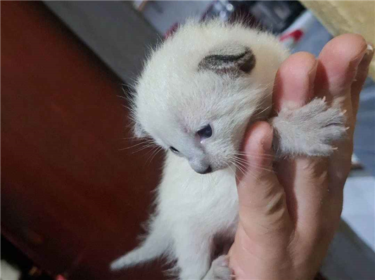 Gato para adoção Ambos Pequeno Abaixo de 2 meses