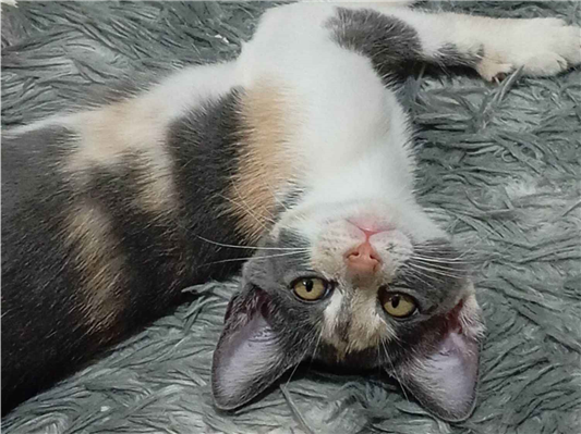 Gato para adoção Fêmea Pequeno 7 a 11 meses