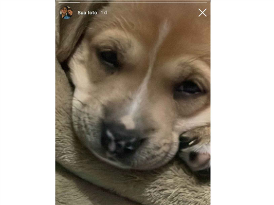 Cachorro cão para adoção Fêmea Médio  2 a 6 meses 