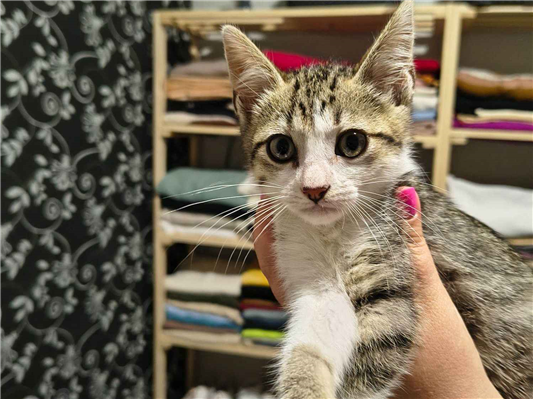 Gato para adoção Macho Pequeno Abaixo de 2 meses