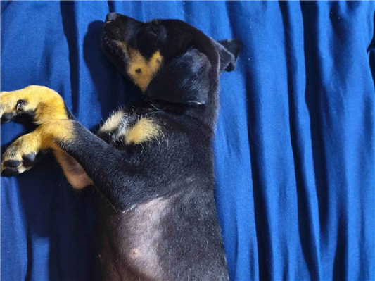 Cachorro cão para adoção Macho Pequeno Abaixo de 2 meses 