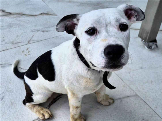 Cao - Fêmea Médio2 a 6 meses