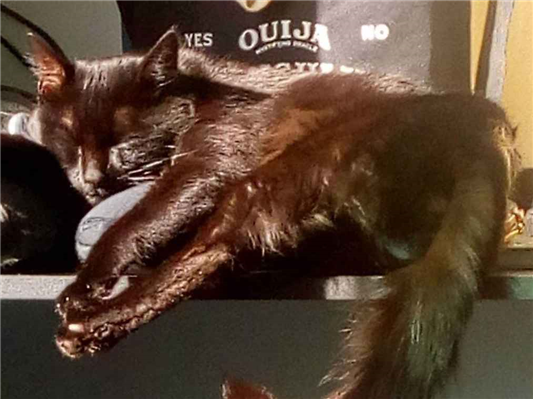 Gato para adoção Macho Médio 4 anos