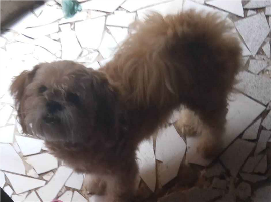Cachorro cão para adoção Macho Pequeno 3 anos 