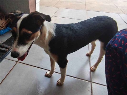 Cachorro cão para adoção Fêmea Médio  2 a 6 meses 
