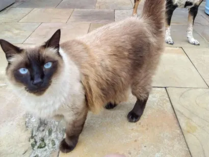 Gato Siamês Pequeno 5-anos