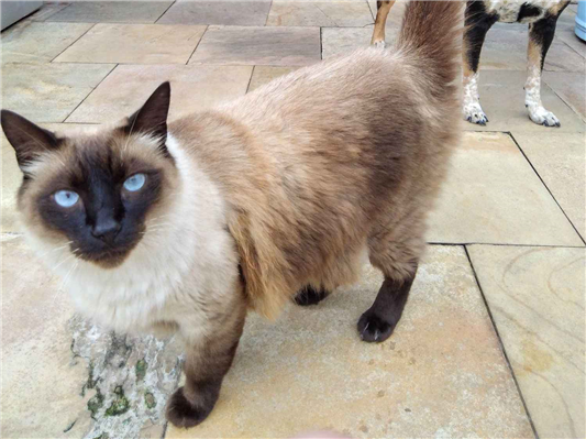 Gato para adoção Macho Pequeno 5 anos