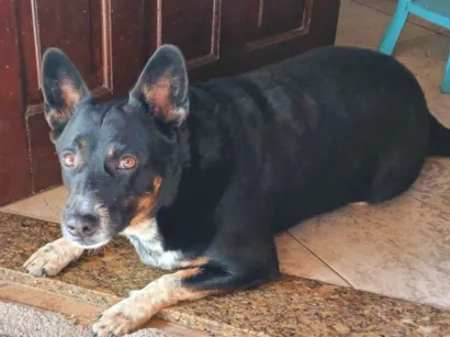 Cao Basset-Cofap Medio 6-anos-Acima