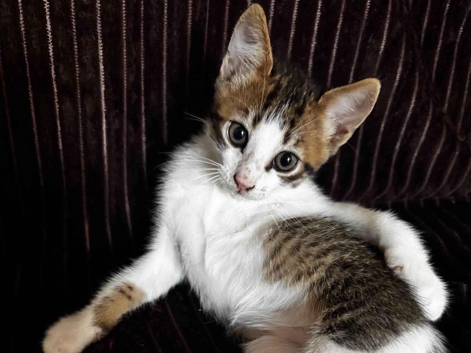 Gato SRD-ViraLata Pequeno 2-a-6-meses