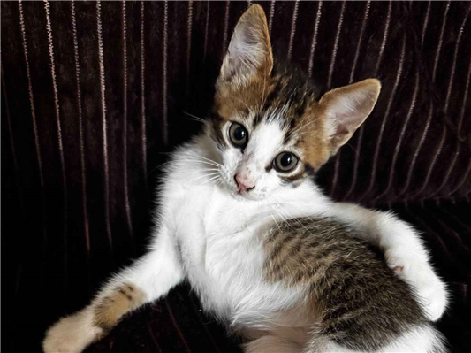 Gato para adoção Ambos Pequeno 2 a 6 meses