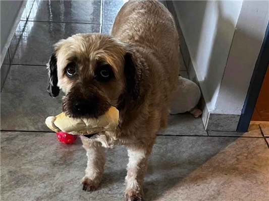 Cao Procura-Perdido Fêmea Médio 6 anos Acima 