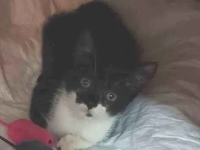 Gato SRD-ViraLata Pequeno 2-a-6-meses