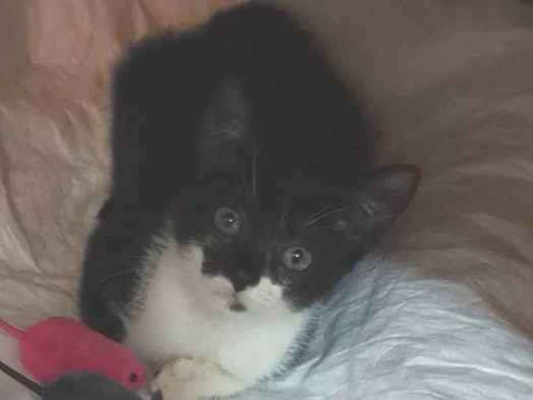 Gato para adoção Fêmea Pequeno 2 a 6 meses