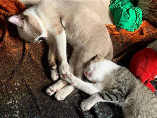 Gato para adoção Ambos Grande 2 anos