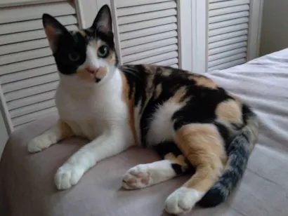 Gato SRD-ViraLata Pequeno 6-anos-Acima