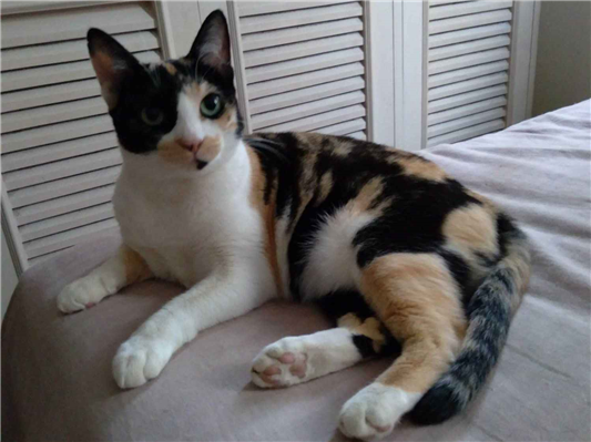 Gato Procura-Perdido Fêmea Pequeno 6 anos Acima 