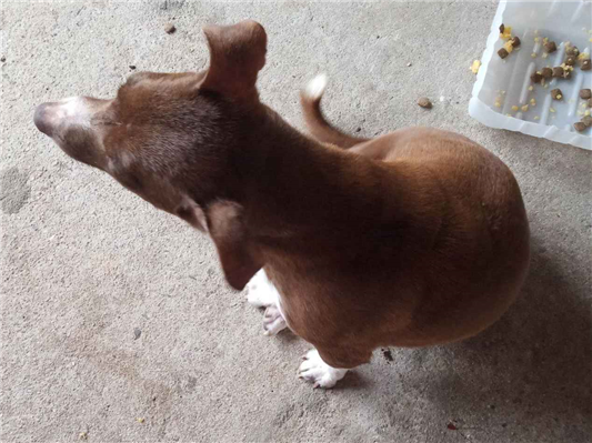 Cachorro cão para adoção Fêmea Pequeno Abaixo de 2 meses 