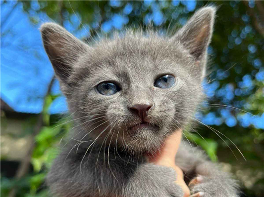 Gato para adoção Fêmea Pequeno 2 a 6 meses
