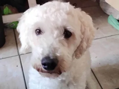 Cao Poodle Medio 3-anos